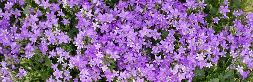 Flowers background with blue purple bells border. Beautiful horizontal background