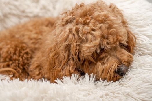 Cavapoo dog in his bed, mixed -breed of Cavalier King Charles Spaniel and Poodle.