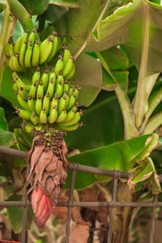 Banana tree with bunch of growing green bananas, plantation and food.