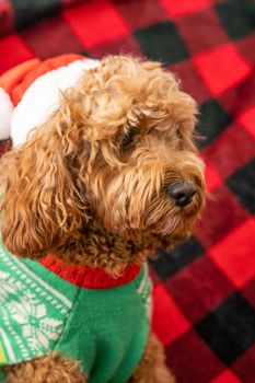 Cavapoo dog with Christmas clothes, dog Christmas concept, mixed -breed of Cavalier King Charles Spaniel and Poodle.