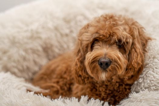 Cavapoo dog in his bed, mixed -breed of Cavalier King Charles Spaniel and Poodle.