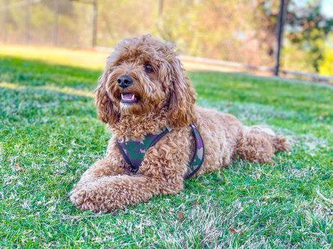 Cavapoo dog in the park, mixed -breed of Cavalier King Charles Spaniel and Poodle.