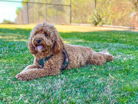 Cavapoo dog in the park, mixed -breed of Cavalier King Charles Spaniel and Poodle.