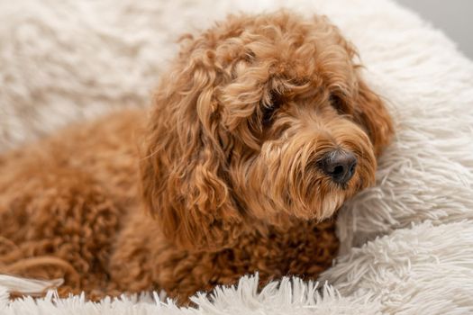 Cavapoo dog in his bed, mixed -breed of Cavalier King Charles Spaniel and Poodle.