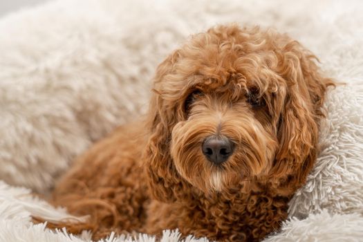 Cavapoo dog in his bed, mixed -breed of Cavalier King Charles Spaniel and Poodle.