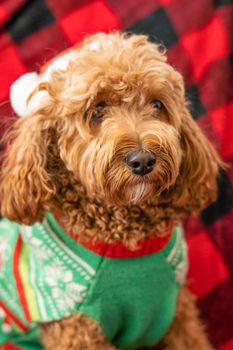 Cavapoo dog with Christmas clothes, dog Christmas concept, mixed -breed of Cavalier King Charles Spaniel and Poodle.