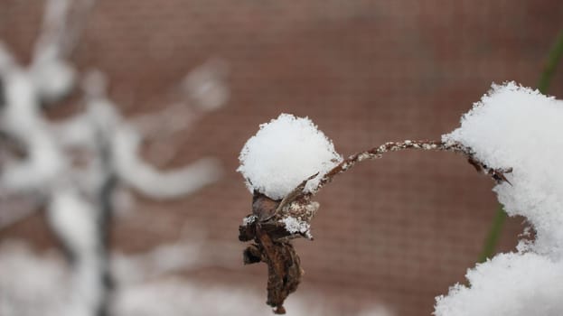 Snow on leaves of plant during snowfall winter season. closeup view of snowflakes on plant in park