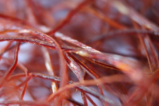 Macro photograph view of saffron with selective focus. Crocus sativus, commonly known as the "saffron crocus"