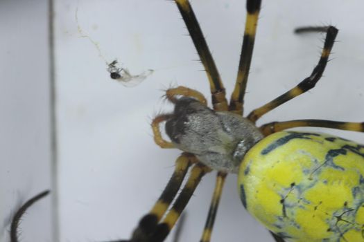 Giant spider macro view with selective focus, with blurred white background. Closeup view of a giant Spider