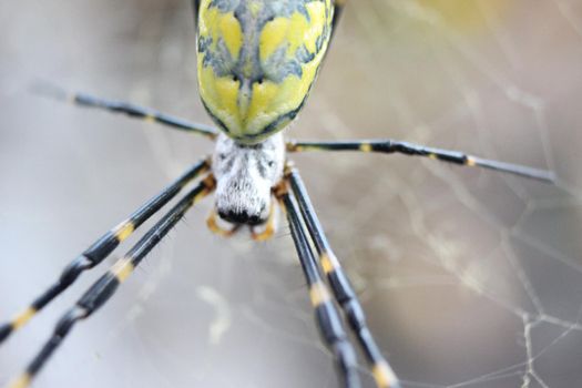 Giant spider macro view with selective focus, with blurred white background. Closeup view of a giant Spider