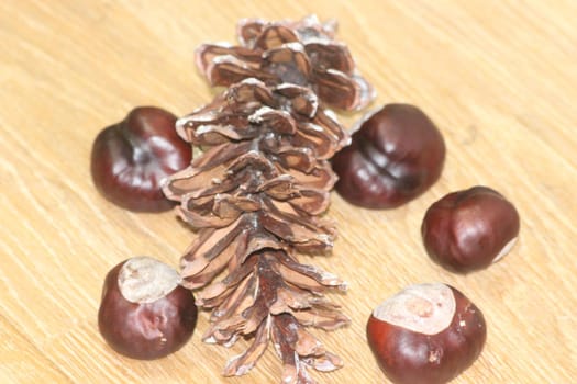 Close-Up of pine cone and chestnut fruits on wooden floor background. Pine (conifer) cone, seed cone, ovulate cone and chestnut on brown wood background