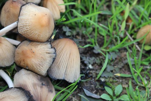 Mushroom boletus edilus. Popular white Boletus mushrooms in forest. Close up beautiful bunch of mushrooms in the grass background texture.