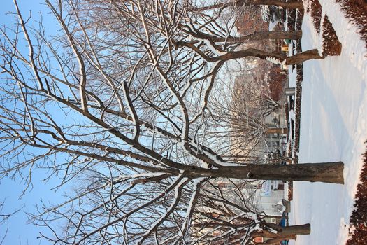 snow on ground and tree branches in winter snowfall season in month of December and January
