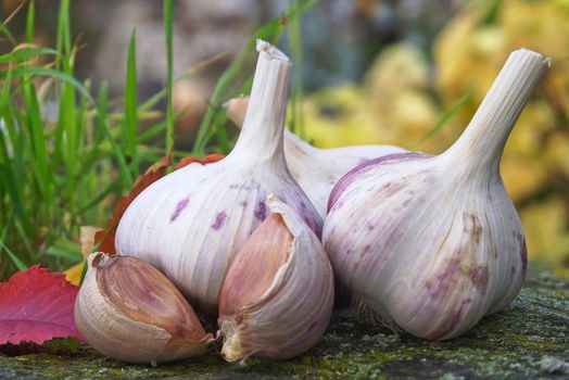 Preparing for planting garlic heads and cloves against the background of colorful autumn leaves, the concept of autumn planting
