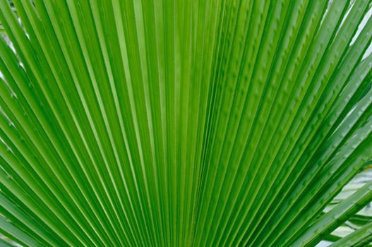 Palm green leaf close-up.Texture or background