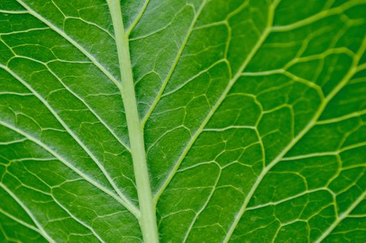 Makor texture of green tree leaf close up.Texture or background