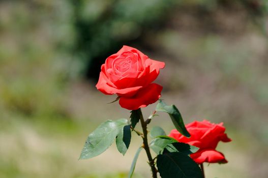 Two red roses in the open air in the garden.Texture or background