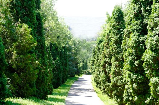 Evergreen thuja trees along the alley in the open air.Texture or background