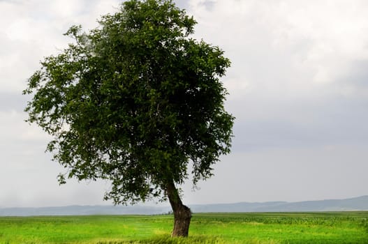 A lonely standing tree in a field in the countryside.Texture or background
