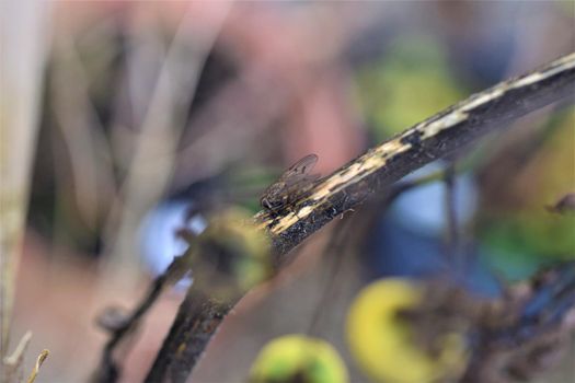 Close up of a black fly on a dry tomato stalk