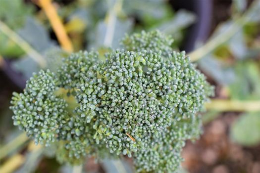 close up of a green broccoli from above