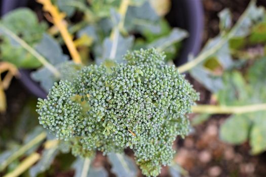 close up of a green broccoli from above