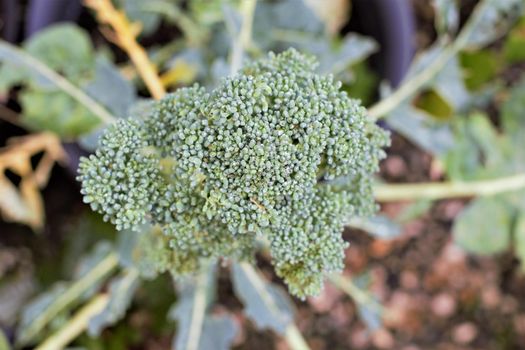 close up of a green broccoli from above