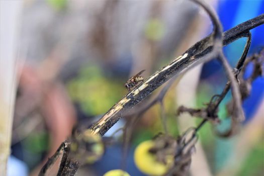 Close up of a black fly on a dry tomato stalk