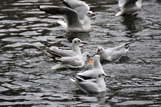 Laughing gulls starting and landing on a lake