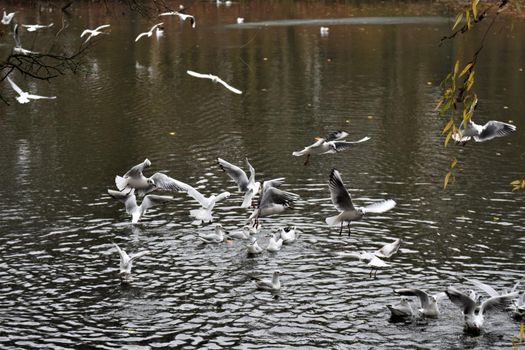 Laughing gulls starting and landing on a lake