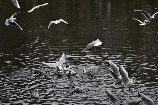 Laughing gulls starting and landing on a lake
