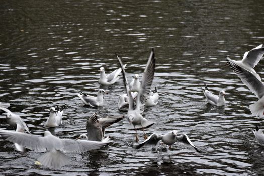 Laughing gulls starting and landing on a lake