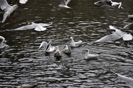 Laughing gulls starting and landing on a lake