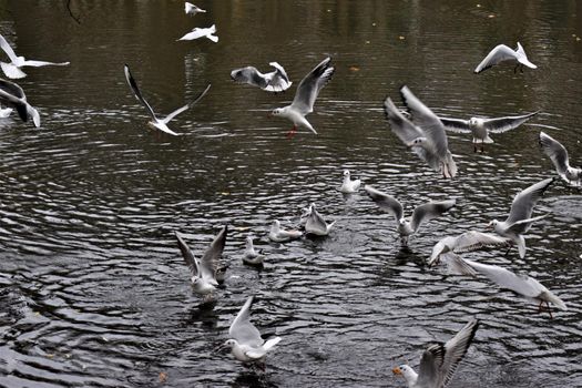 Laughing gulls starting and landing on a lake
