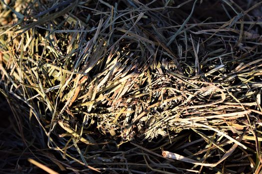 Close-up of hay on the ground in the sunlight