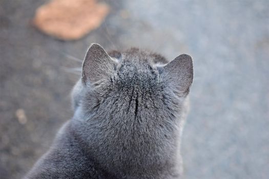 Top view of the head of a grey head against a grey blurred background
