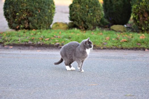 Grey colored cat walking across an aspalt road with grass and bushes in the background