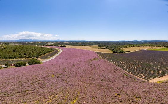 Lavender fields in Ardeche in southeast France. Drone aerial view