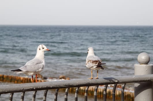 two seagulls sitting on the parapet by the sea on autumn day