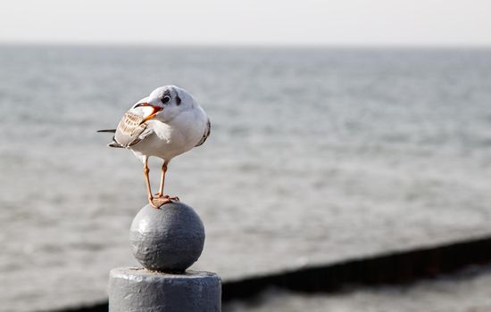 seagull sitting on the parapet by the sea on autumn day