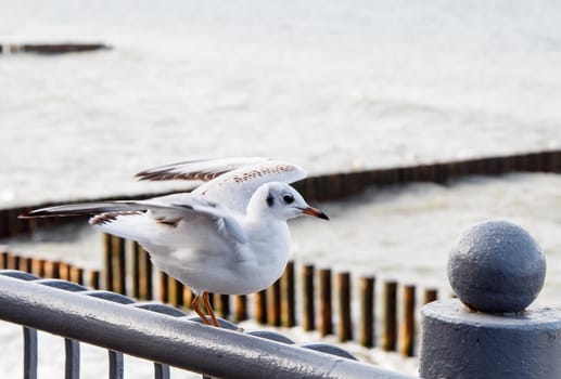 seagull sitting on the parapet by the sea on autumn day