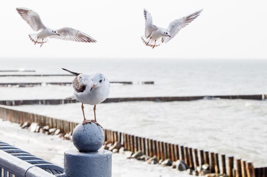 seagull sitting on the parapet by the sea on autumn day