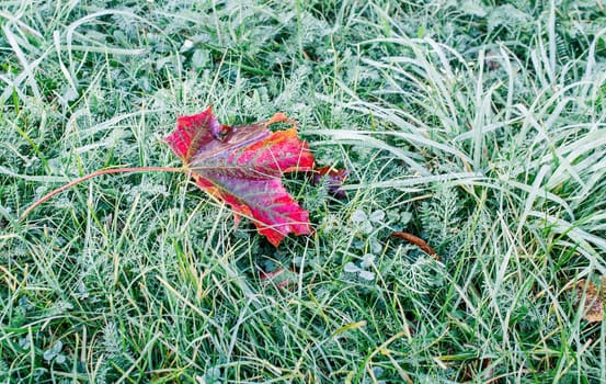 wet red maple leaf lying on the grass on autumn day