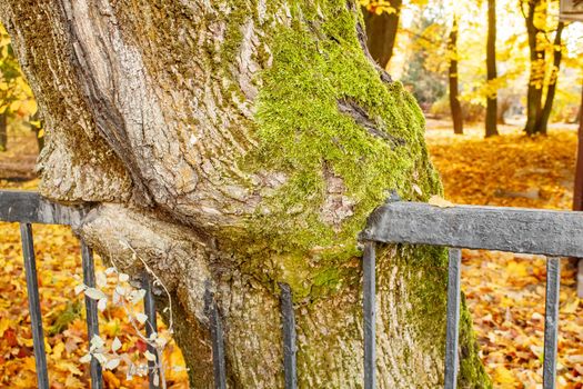 black metal fence embedded in a tree. closeup. sunnu autumn day