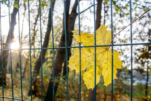 bright yellow maple leaf hanging on the fence on autumn sunrise