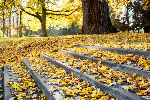 stairs covered with yellow leaves in city park on sunny autumn day