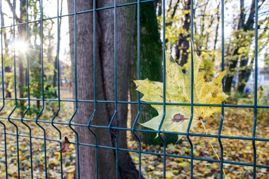 bright yellow maple leaf hanging on the fence on autumn sunrise