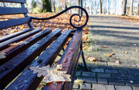 brown wooden bench in a city park on sunny autumn day