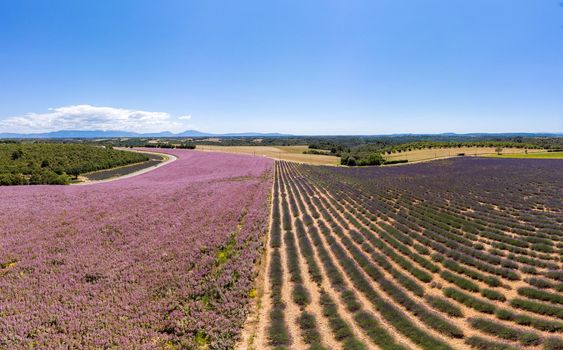 Lavender fields in Ardeche in southeast France. Drone aerial view