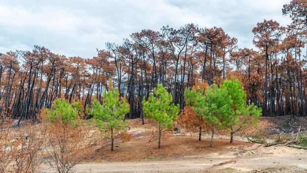 The Chiberta pine forest a few weeks after the fire, in Anglet, France